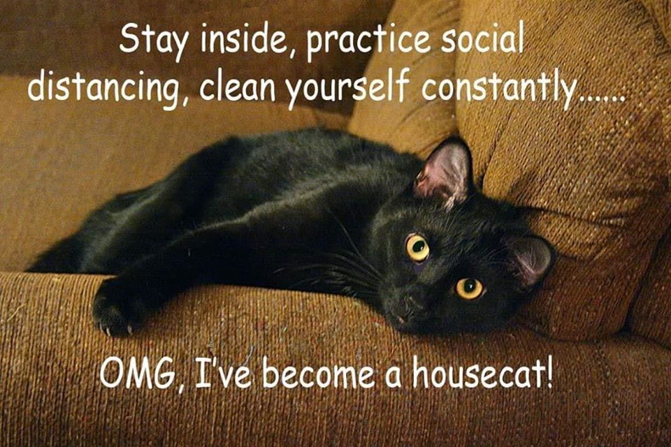 housecat.jpg