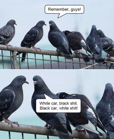 pigeons_city.jpg