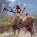 Stag